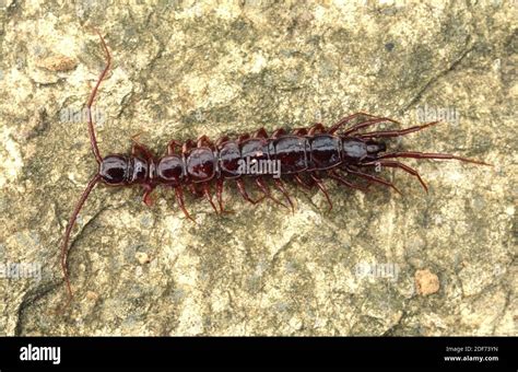 Brown Centipede Or Stone Centipede Lithobius Piceus Is A Myriapoda