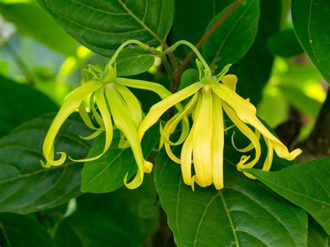 Ylang Ylang Caract Ristiques Utilisations Et Bienfaits