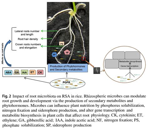 Root System Architecture In Rice Impacts Of Ge