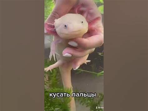 #аксолотль #axolotl 💖 - YouTube
