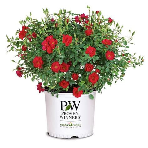 Proven Winners Gal Oso Easy Urban Legend Red Rose Live Plant With