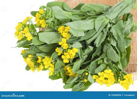 Bright And Yellow Flowering Rapeseed Vegetable Stock Photo Image Of