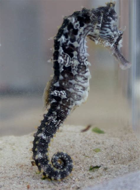 Lined Seahorse