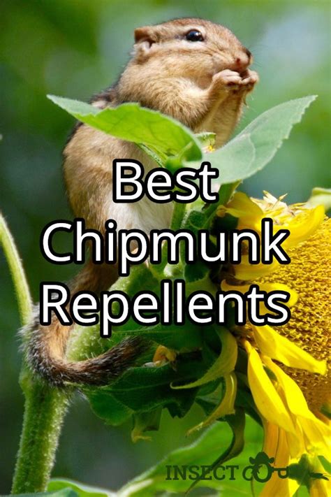 What Is The Best Chipmunk Repellent