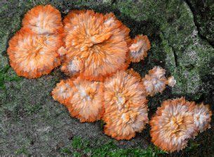 Phlebia Radiata The Ultimate Mushroom Guide Mushroom Guide Stuffed