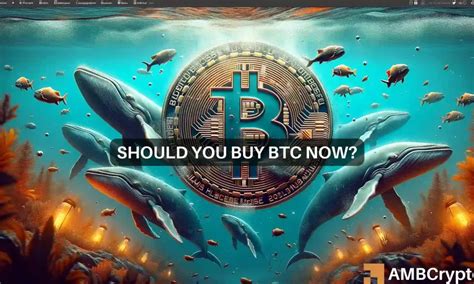 Bitcoin Whales Buying Frenzy What It Means For You And Your Holdings