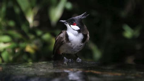 Red Whiskered Bulbul Audubon Field Guide