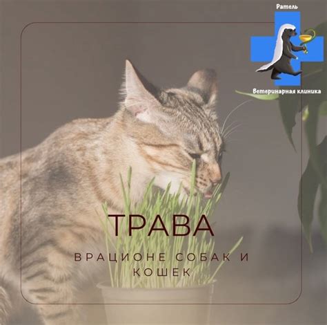 Трава в рационе собак и кошек. Что можно, а что под строгим запретом ...