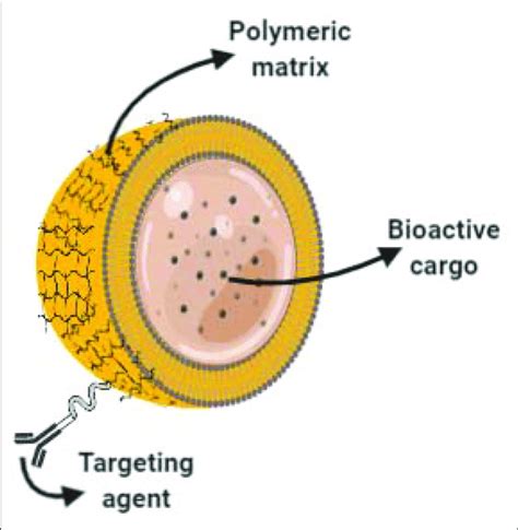 Core Shell Nano Capsules For Drug Delivery Schematic Representation