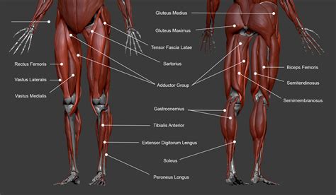 Lower Leg Anatomy Diagram : Leg Muscles Lower Labeled Yahoo источник Search | Bodenewasurk