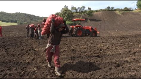 Campesinos Denuncian Cultivo De Papa Que Estar A Afectando Al P Ramo De