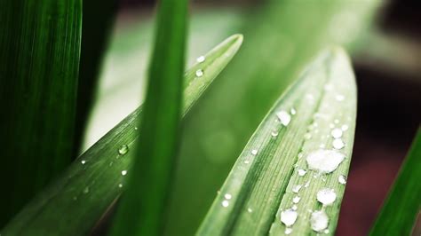 Wallpaper Sunlight Water Nature Green Dew Leaf Flower Drop