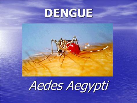 Ppt Dengue Powerpoint Presentation Free Download Id 3512758