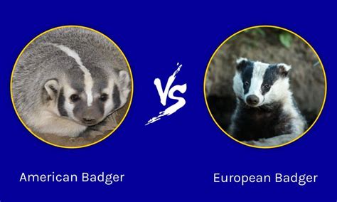 American Badger vs European Badger: 5 Differences - IMP WORLD