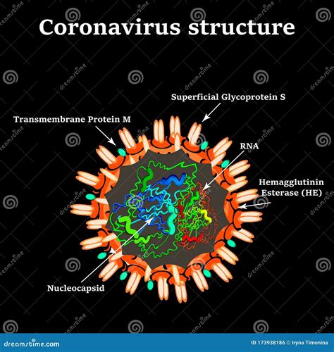 Coronavirus Structure Vector Illustration. | CartoonDealer.com #170712245