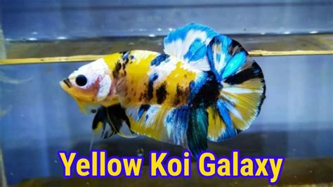 Betta Yellow Galaxy Là Cá Gì Đặc Điểm Giá Cách Chăm Sóc