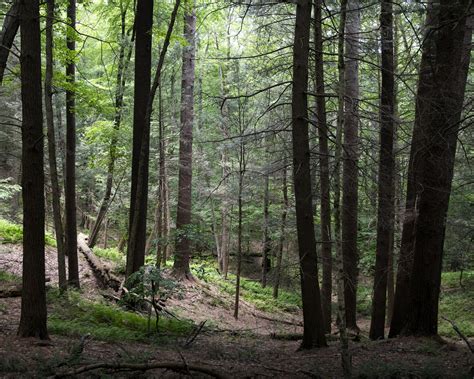 Mohawk Trail State Forest — Gathering Growth