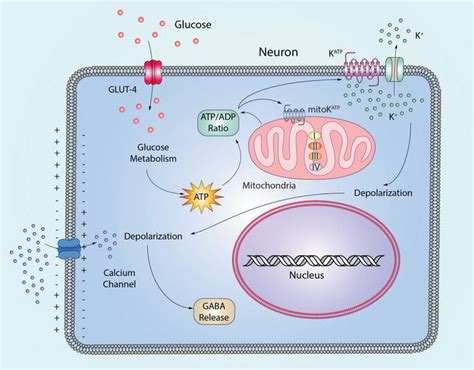 Mitochondrial Katp Channel And Dopaminergic Vulnerability Neurons In