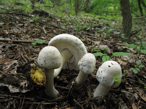 Шампиньон желтокожий (Agaricus xanthodermus) фотографии, видео и истории