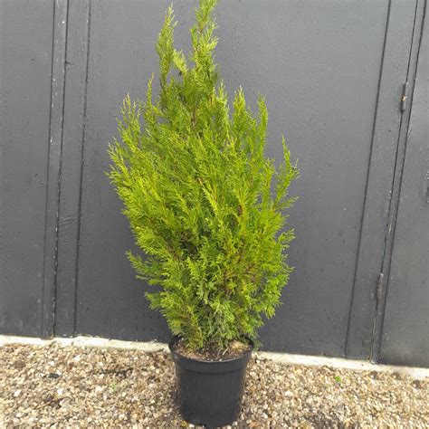 Cyprès Leylandii Atrovirens Hauteur 125150cm En Pot De 75l