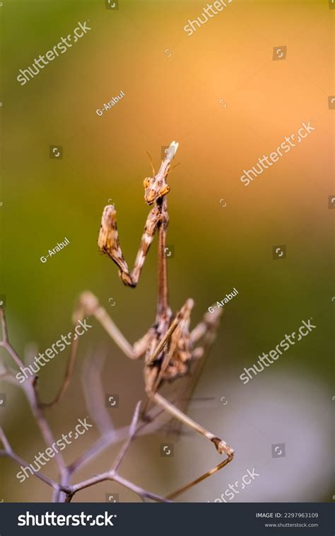 Empusa Fasciata Species Praying Mantis Genus Stock Photo 2297963109