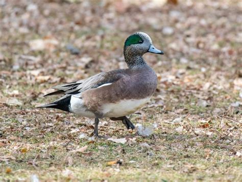 25 Species Of Ducks In Pennsylvania ID Calls Season Guide