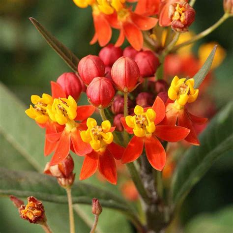 Mexican Butterfly Weed Seeds Tropical Milkweed Wildflower Seed