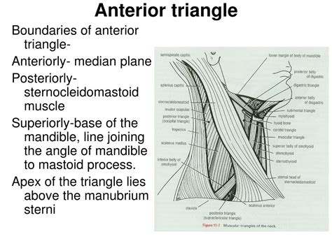 Anterior Triangle Of Neck