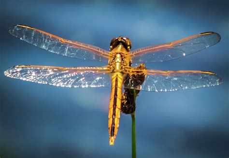 Golden Dragonfly Photograph By Karen Wiles Fine Art America