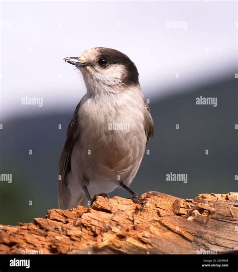 Grey Jay Whiskey Jack Bird Watching Animal Wildlife Stock Photo - Alamy