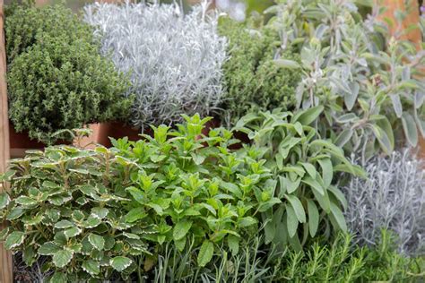 Ornamental Herb Garden Plans Fasci Garden