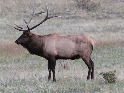 Eastern elk - Alchetron, The Free Social Encyclopedia