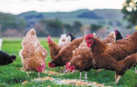 Poultry Sector Continues To Grow Vukuzenzele