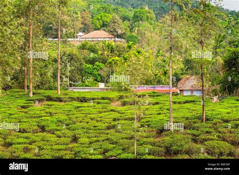 India State Of Kerala Wayanad District Tea Plantations Around