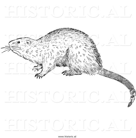 Illustration Of An Alerted Muskrat Black And White By Picsburg 9215