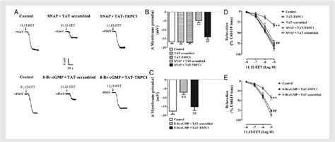 Effect Of Tat Peptides On Smooth Muscle Hyperpolarization And Download Scientific Diagram