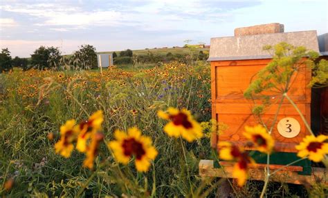 Oasen für Bienen Hummeln und Menschen