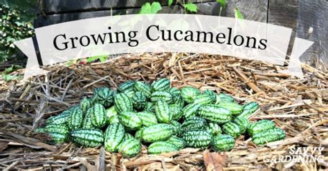 Growing Cucamelons In Gardens And Containers Is Fun And Easy