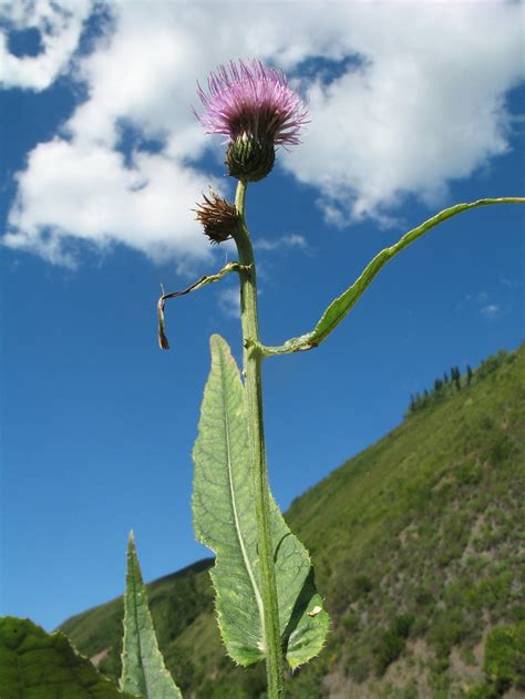 Cirsium Helenioides