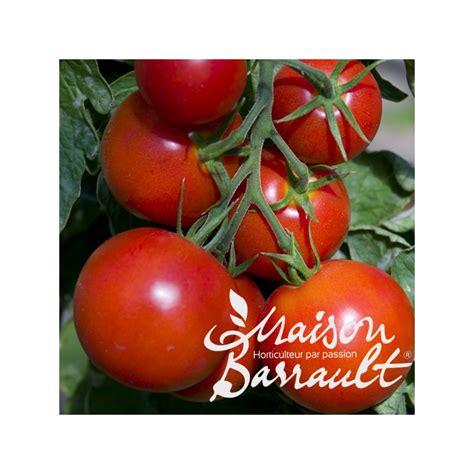 Tomate Grappe Premio F1