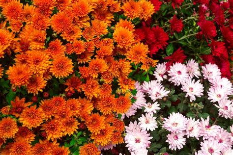 Premium Photo | Orange, red and pink chrysanthemum flowers bouquet