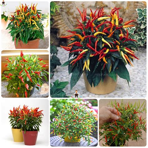 Exotic Adenium Seeds Multicolor Desert Rose Bestseedsonline