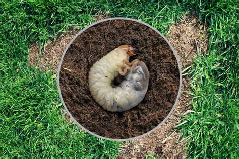 How To Get Rid Of Grubs In Your Lawn Au