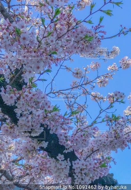 桜の写真・画像素材[1091462] Snapmart（スナップマート）