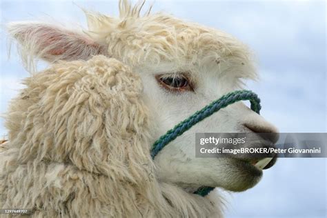 Alpaca With Underbite Near Otavalo Imbabura Province Ecuador High Res