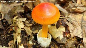 Types Of Orange Mushrooms With Pictures Identification Guide