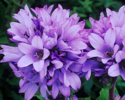 Campanula varieties: 15 top choices | Gardeningetc