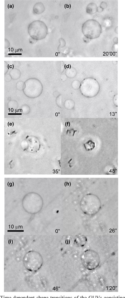 Figure From Dynamic Behaviour Of Giant Unilamellar Vesicles Induced