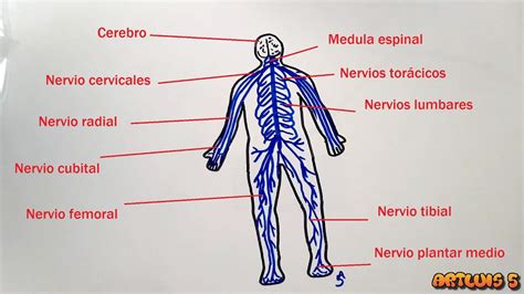 Imagenes Del Sistema Nervioso Para Dibujar Sistema Circulatorio Para Sexiz Pix