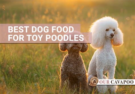 Best Dog Food For Toy Poodles Our Cavapoo